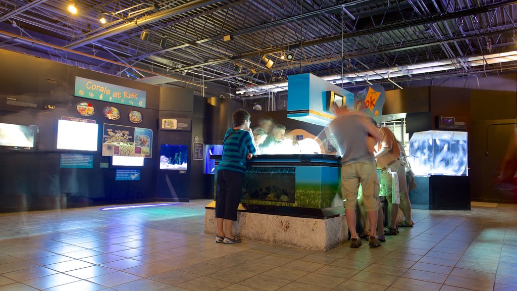 Mote Marine Aquarium showing interior views and marine life