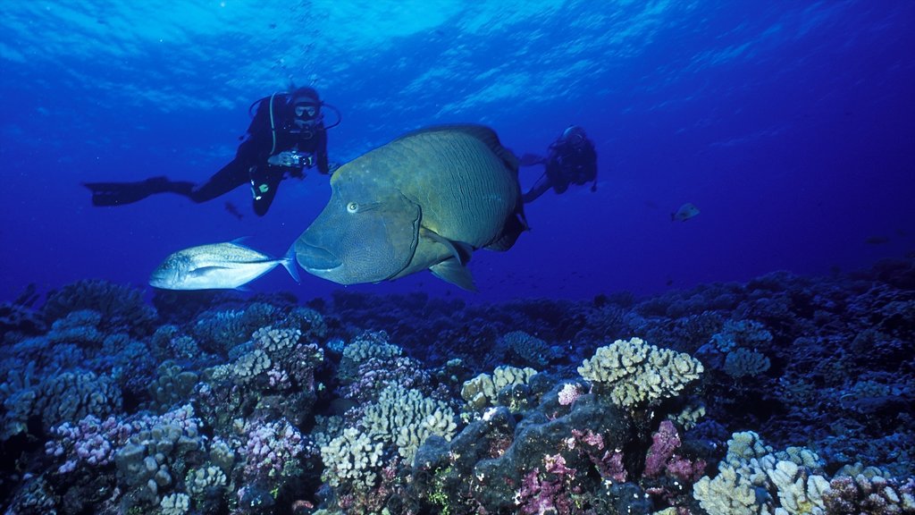 Rangiroa featuring scuba, marine life and coral