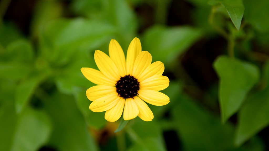 Fort Myers showing flowers