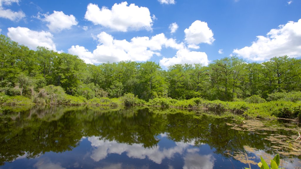 Six Mile Cypress Slough Preserve que inclui cenas de floresta e um lago ou charco