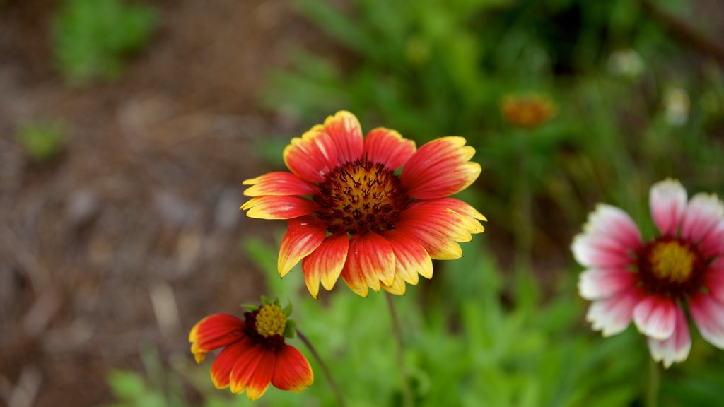 Manatee Park showing flowers, wild flowers and a garden