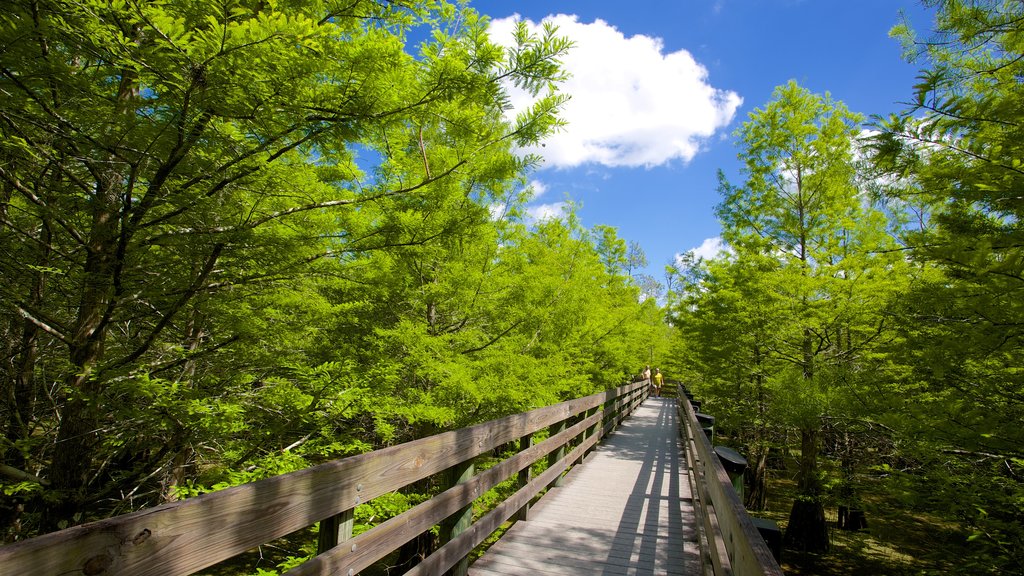 Six Mile Cypress Slough Preserve which includes forest scenes