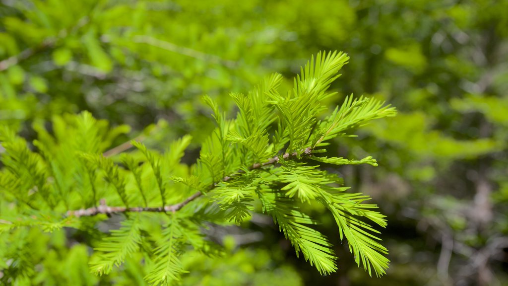 Six Mile Cypress Slough Preserve showing forests