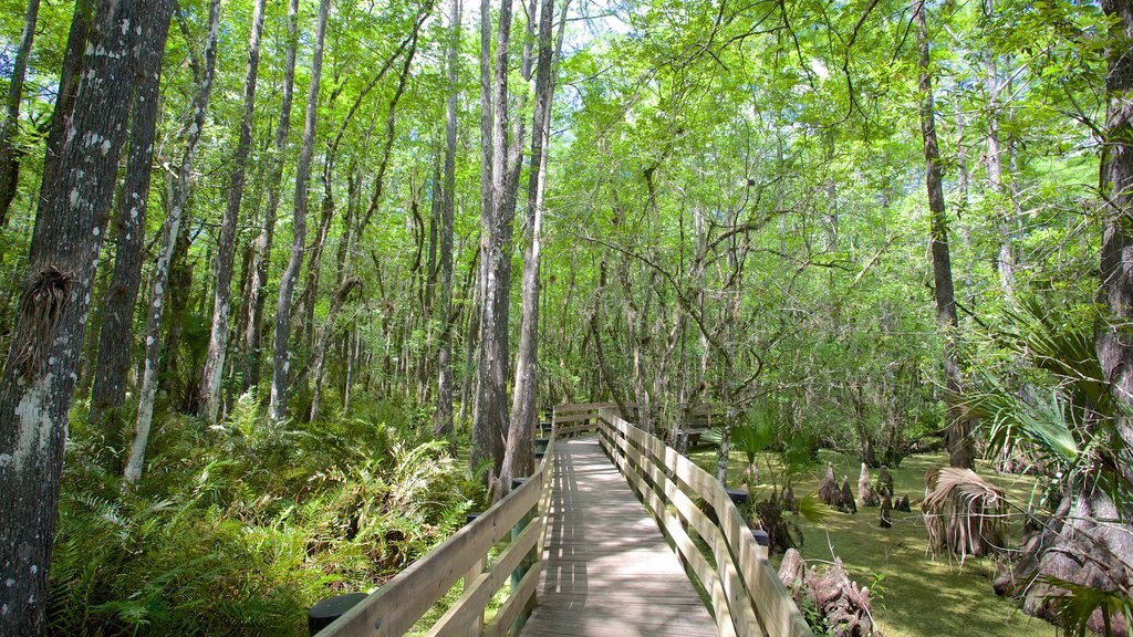 Six Mile Cypress Slough Preserve qui includes paysages en forêt