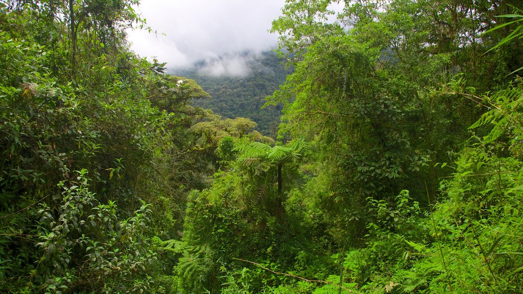 Bellavista caracterizando floresta tropical