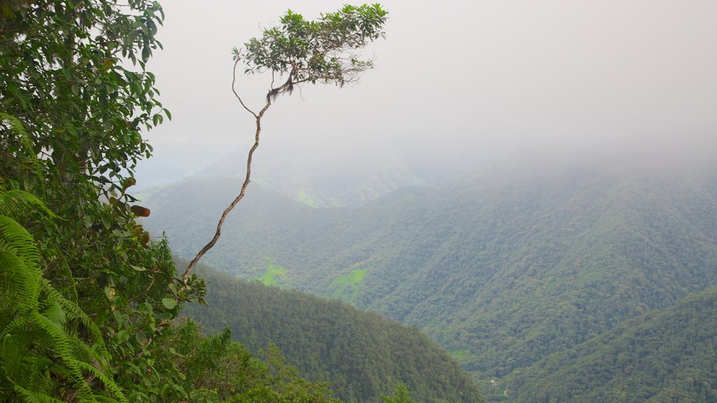 Bellavista showing rainforest and forest scenes