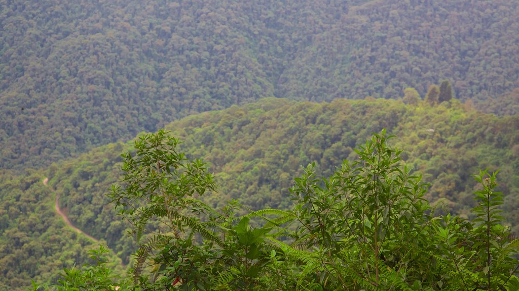 Bellavista showing forest scenes