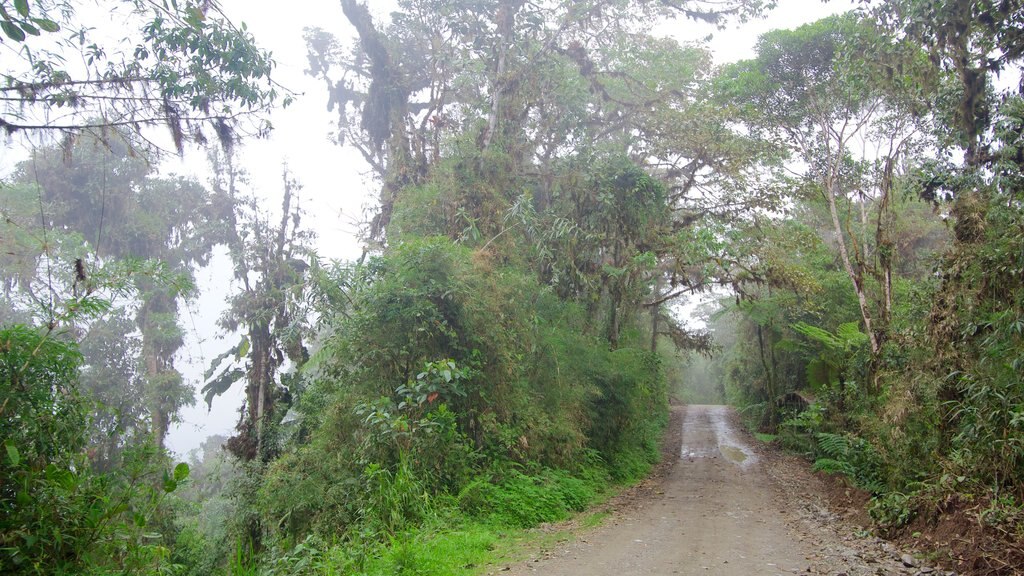 Bellavista which includes forest scenes and rainforest