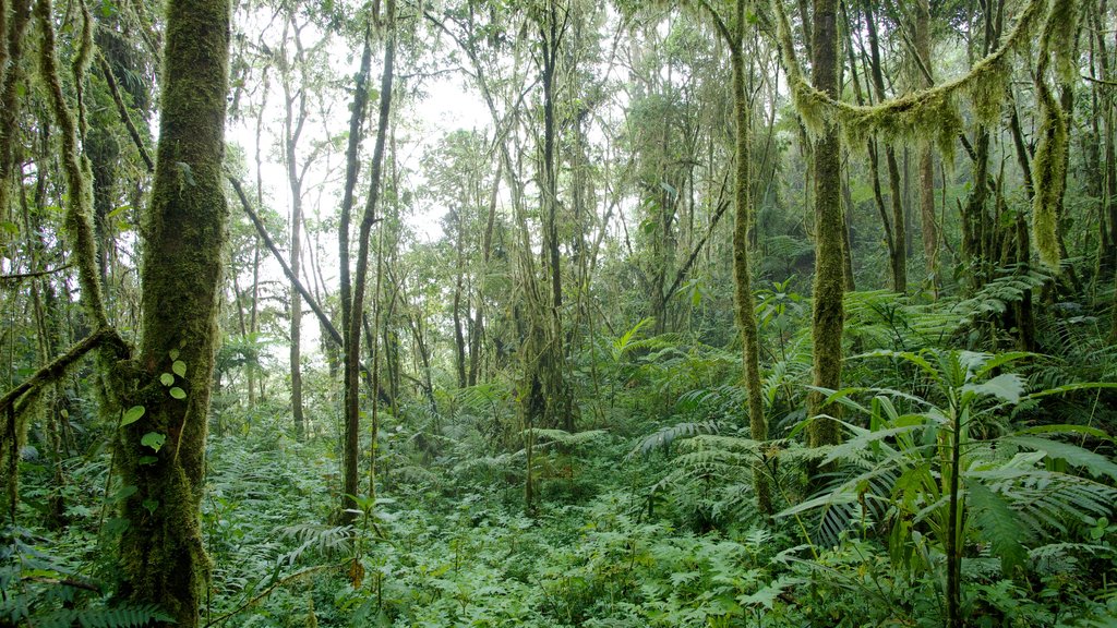 Bellavista caracterizando floresta tropical