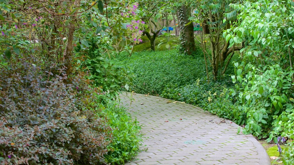 La Carolina ofreciendo un jardín