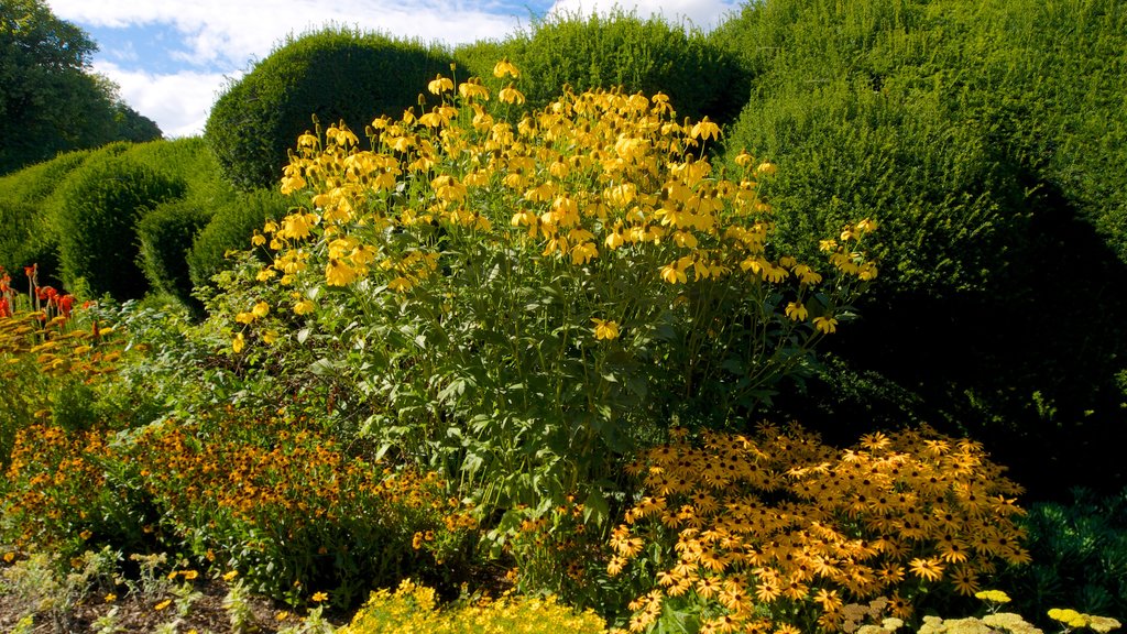 Walmer Castle and Gardens featuring wild flowers, a park and flowers