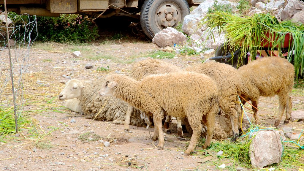 Urubamba ofreciendo animales domésticos