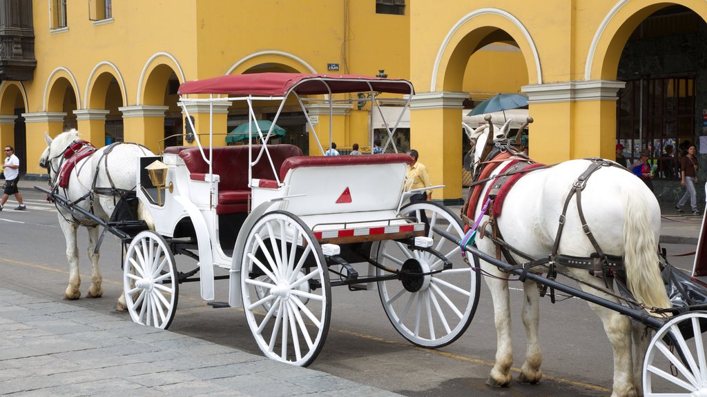 Plaza Mayor featuring street scenes, land animals and a city