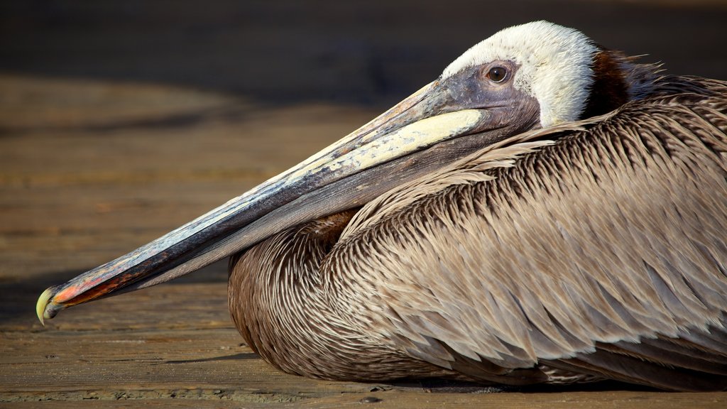 Santa Monica showing bird life