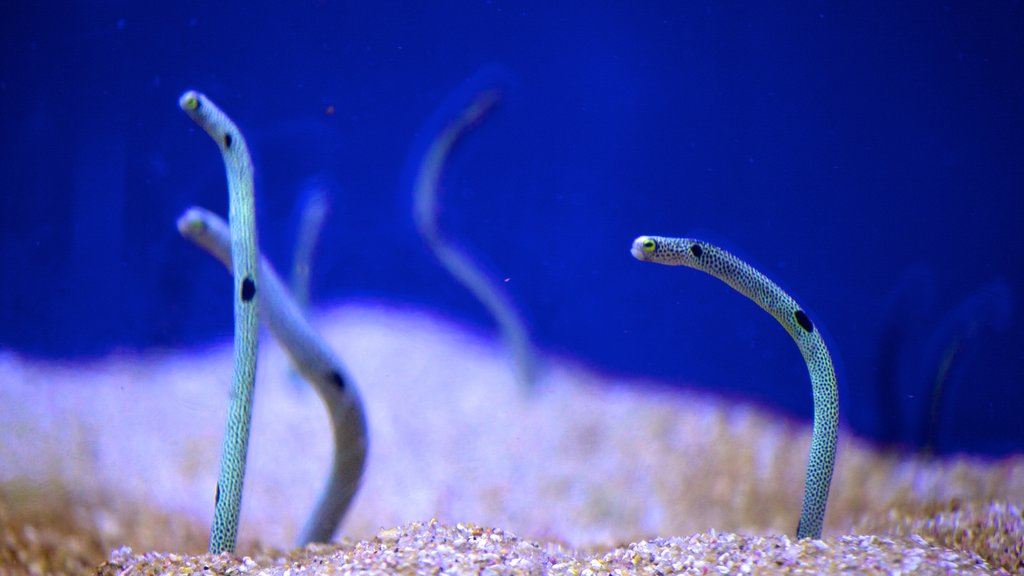 Aquarium of the Pacific showing marine life