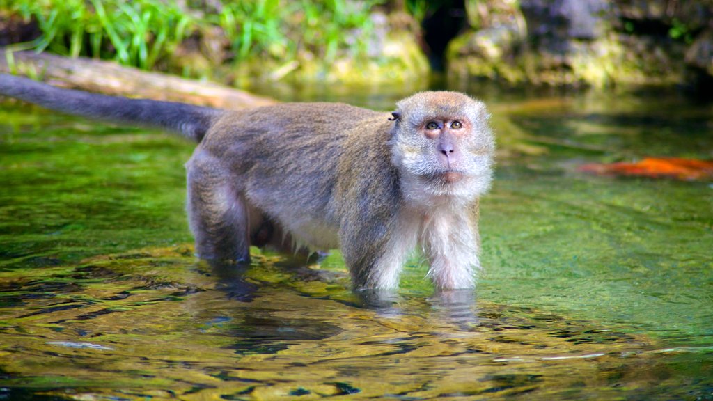 Monkey Jungle showing a pond, zoo animals and cuddly or friendly animals