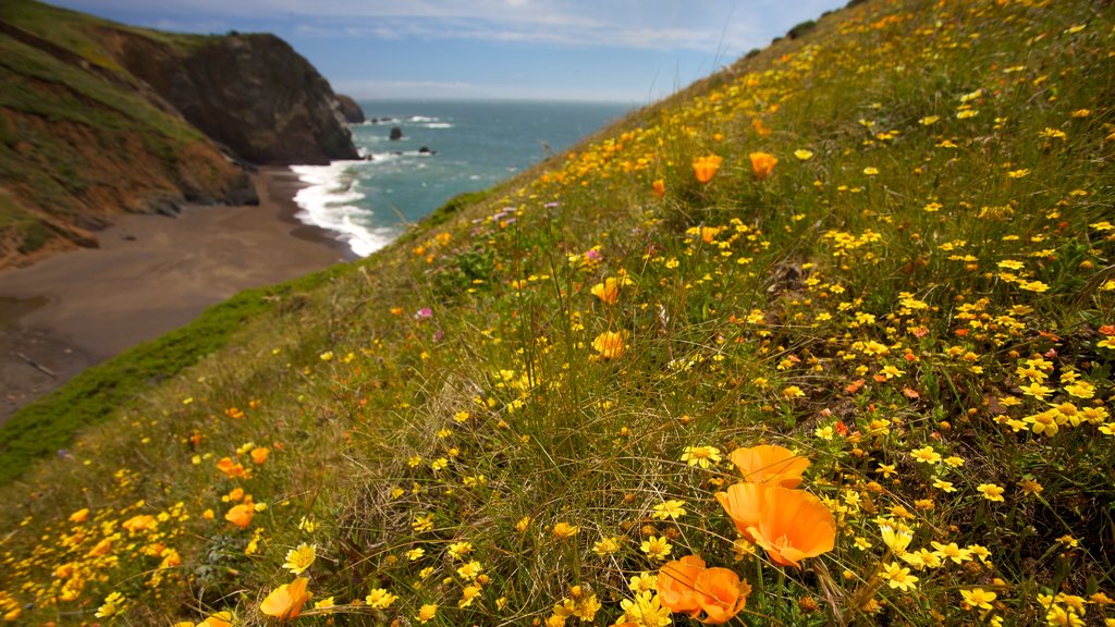 São Francisco que inclui paisagens litorâneas, cenas tranquilas e flores