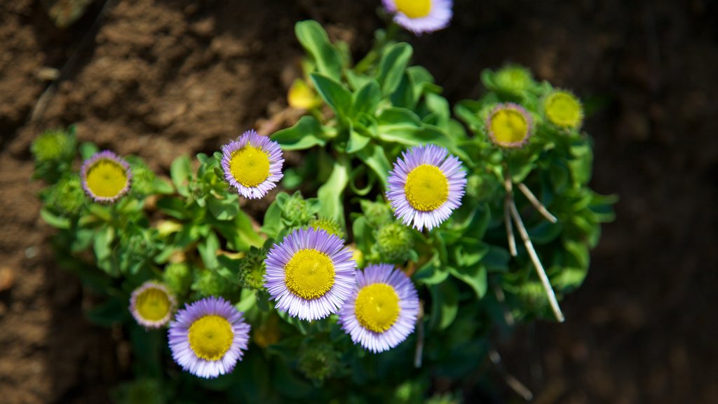 San Francisco que incluye flores silvestres y flores