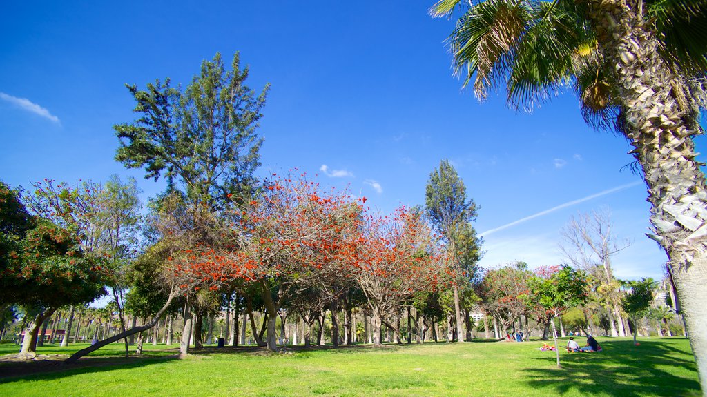 Parque Morelos mostrando un jardín y vistas panorámicas