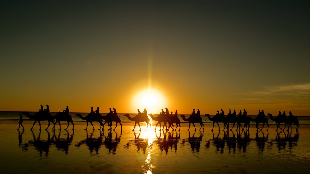 Cable Beach showing a sandy beach, a sunset and land animals