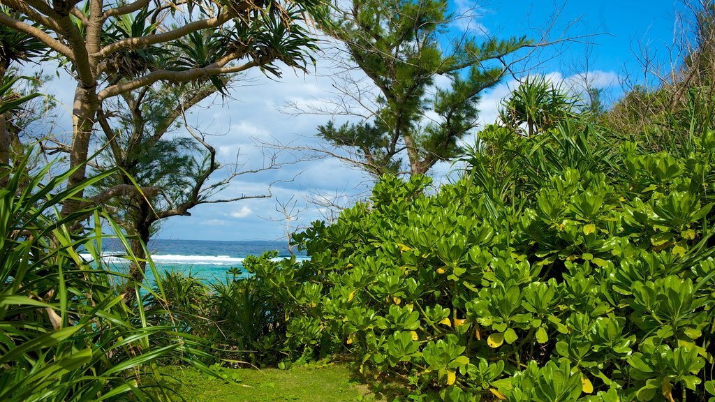 Mission Beach mostrando escenas tropicales y vistas generales de la costa