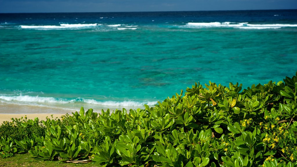 Mission Beach das einen Sandstrand