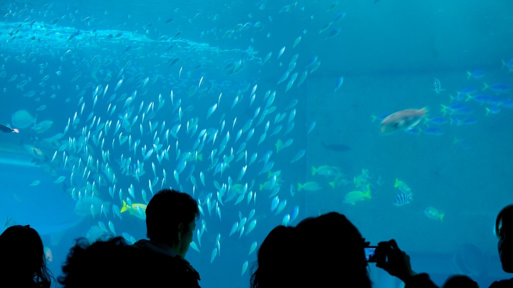 Okinawa Churaumi Aquarium showing marine life and interior views as well as a small group of people