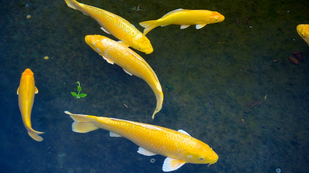 Toi Kinzan showing a pond and marine life