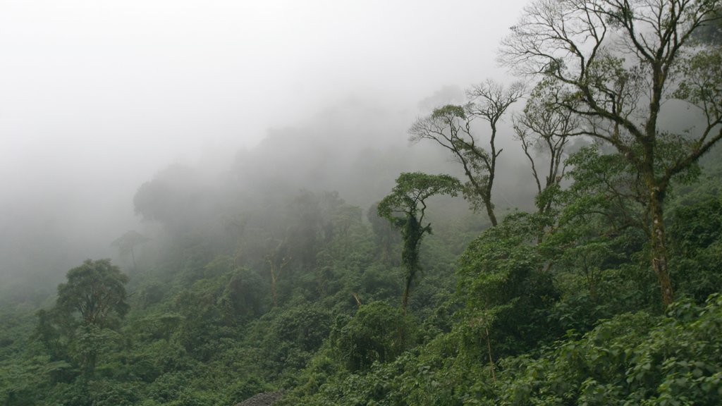 Tafí del Valle que inclui florestas, paisagem e floresta tropical