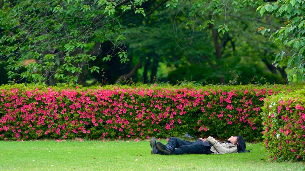 Shinjuku Gyoen National Garden which includes flowers and a park as well as an individual male