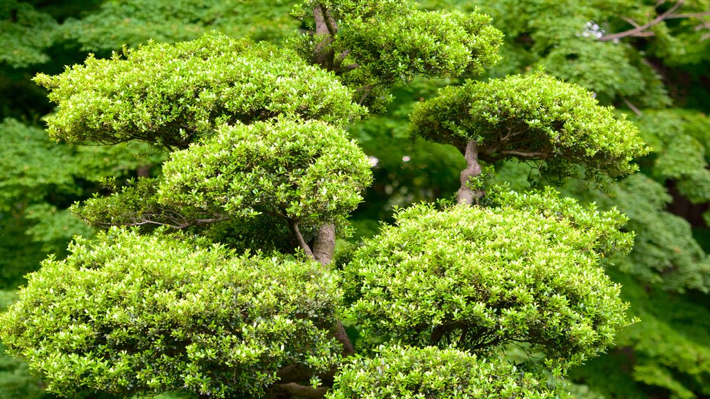 Jardim Nacional de Shinjuku Gyoen caracterizando um parque