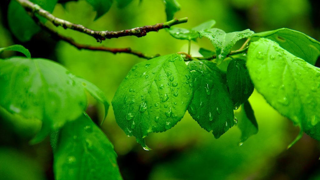 Công viên Naritasan trong đó bao gồm khu vườn