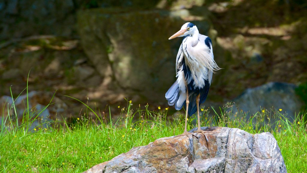 Kodaiji Temple which includes bird life