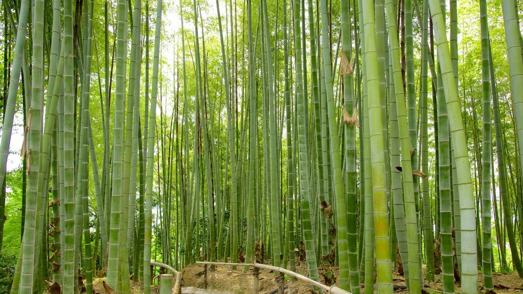 Kodaiji-temppeli johon kuuluu puutarha ja maisemat