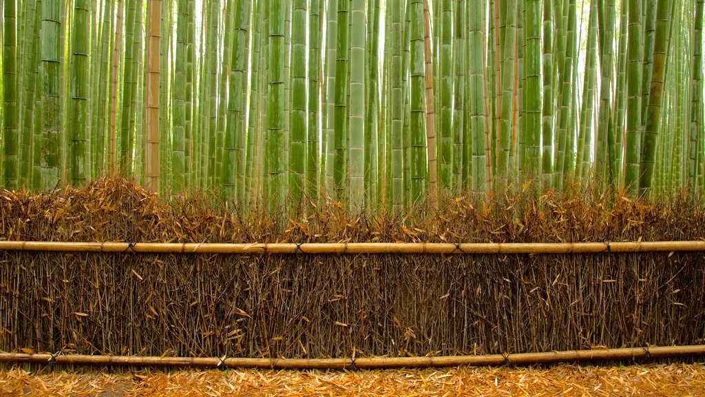 Kyoto que inclui cenas de floresta