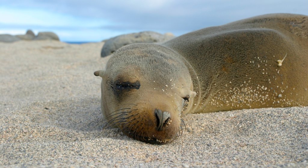 North Seymour Island som viser sjøliv