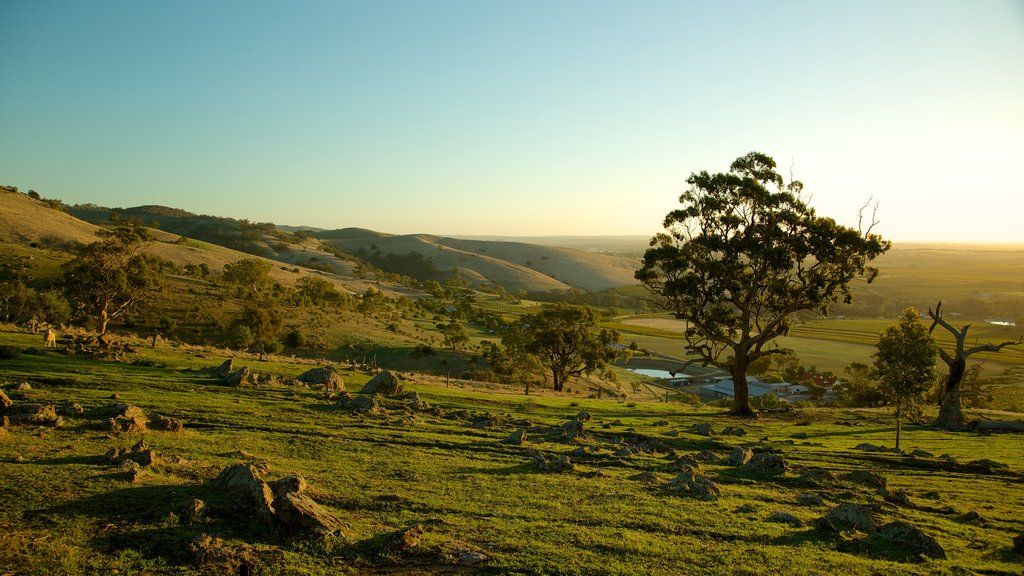 Barossa Valley showing landscape views, a sunset and tranquil scenes