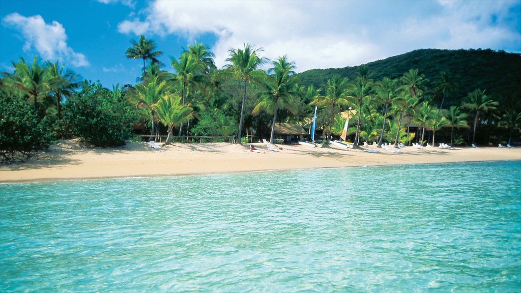 Mackay ofreciendo vistas de paisajes, escenas tropicales y una playa de arena