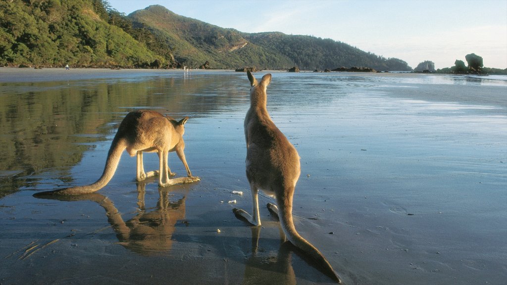 Mackay which includes a sandy beach, land animals and general coastal views