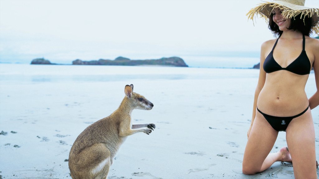 Mackay caracterizando uma praia de areia e animais fofos ou amigáveis assim como uma mulher sozinha