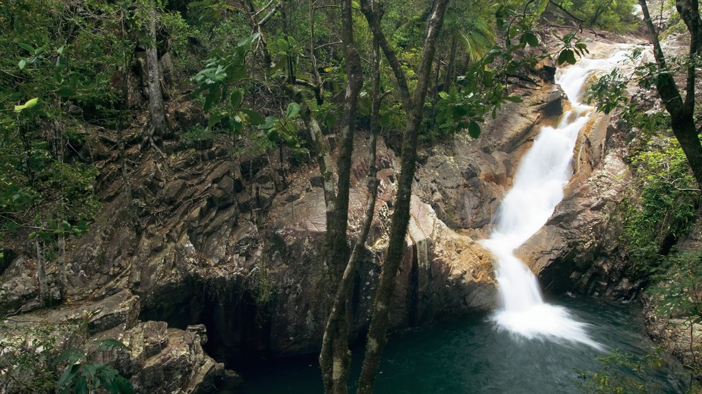 Mackay mostrando selva, vista panorámica y una cascada