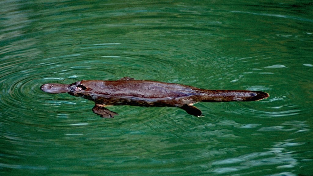 Mackay showing marine life