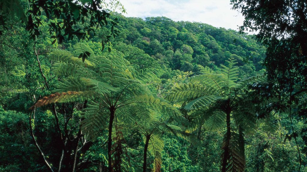 Daintree - Cape Tribulation montrant forêt vierge et panoramas