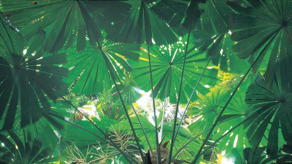 Daintree - Cape Tribulation showing tropical scenes