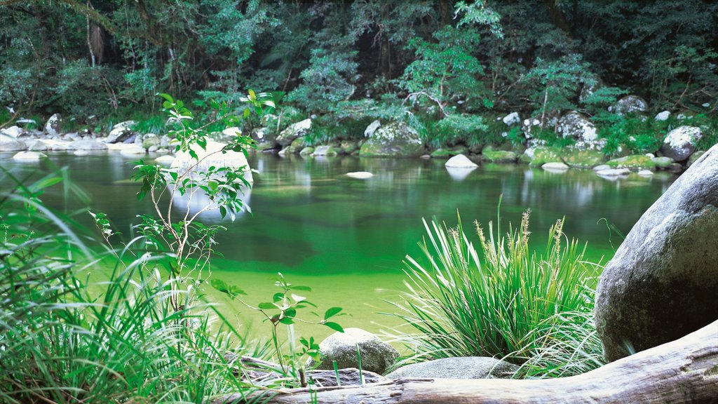 Daintree - Cape Tribulation showing landscape views and a pond