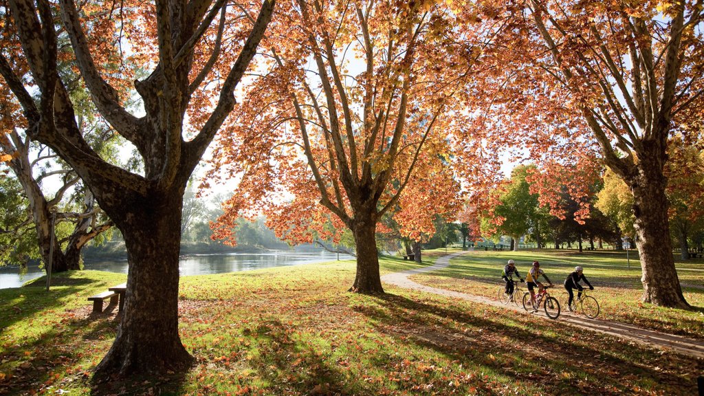 Albury mostrando vista panorámica, un parque y ciclismo