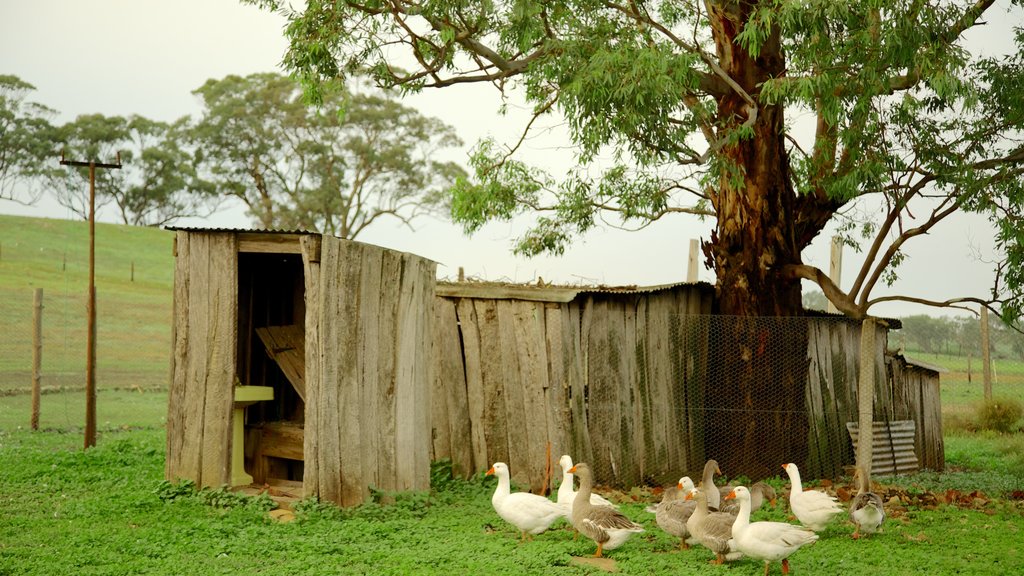 Barossa Valley showing farmland and bird life