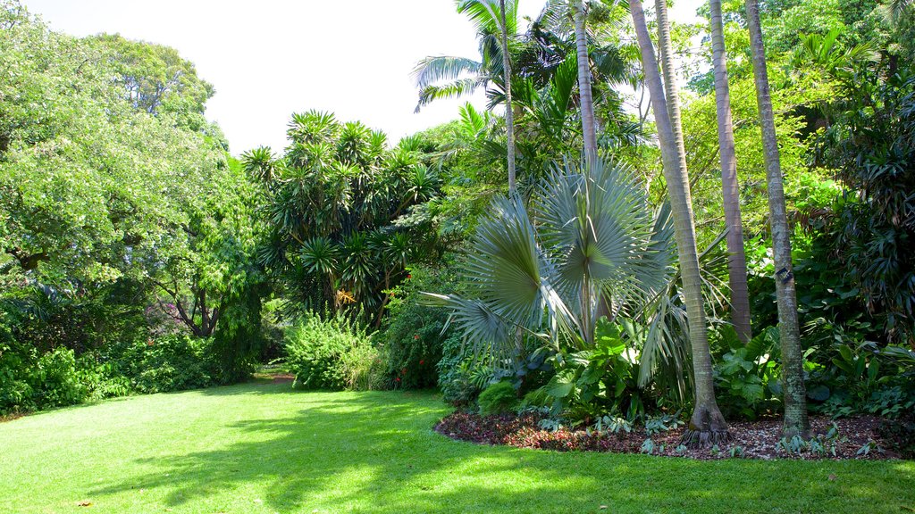 Durban Botanical Gardens mostrando jardín y vista panorámica