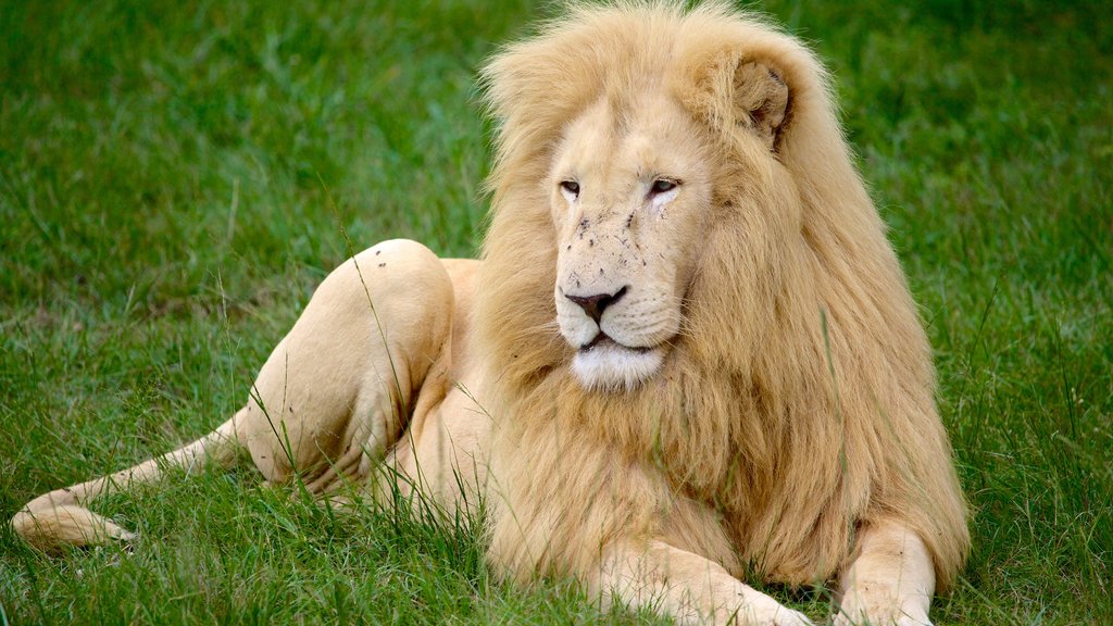 Lion Park bevat dierentuindieren en gevaarlijke dieren