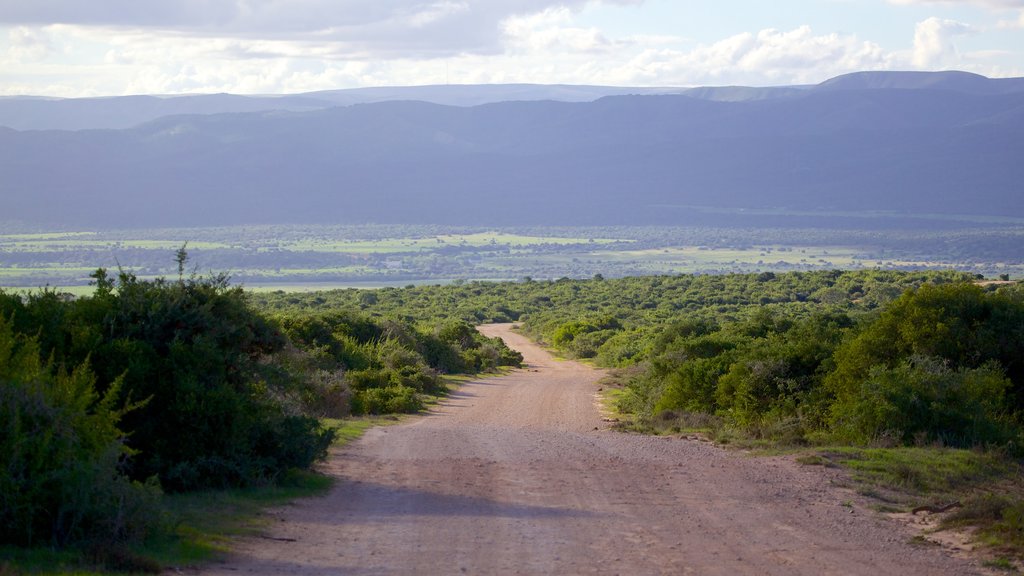 Parque Nacional Addo Elephant mostrando vista panorámica